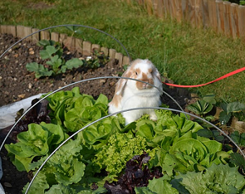 Myrtille_.png