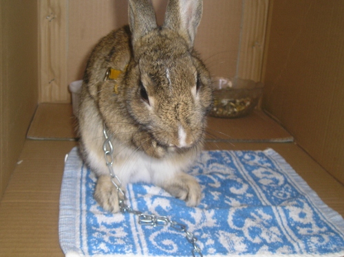 Browni chéri (mdr) 003 (500x374).jpg