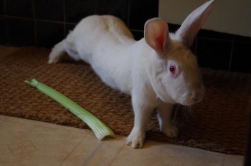 aria-lapin-l2016-02-07-9561-835494imgp4682.jpg