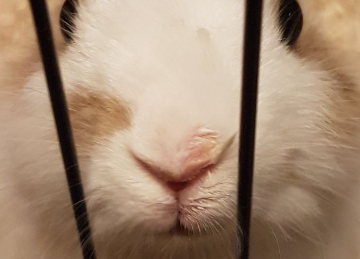 lapin.JPG