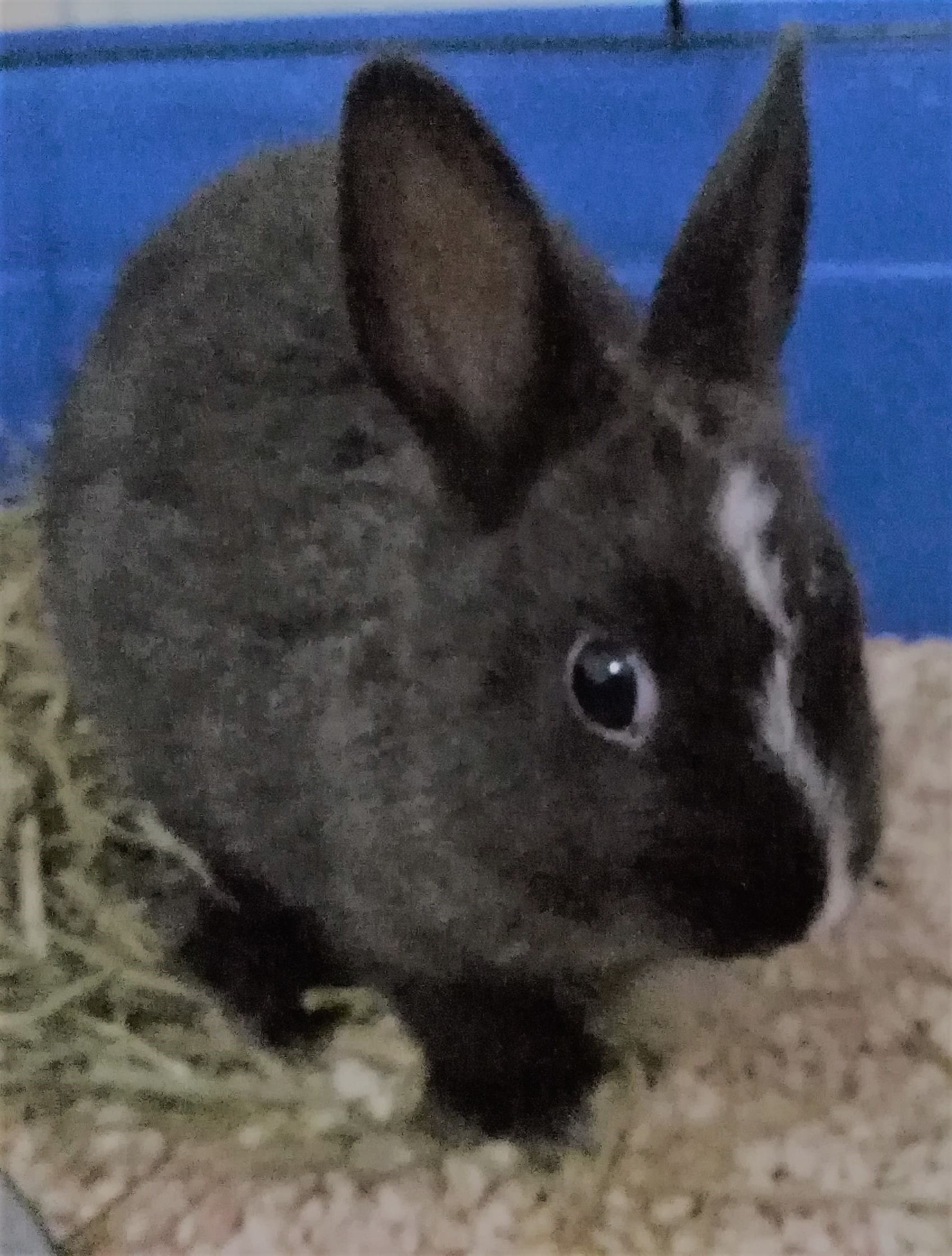 Lapine noir-min.jpeg