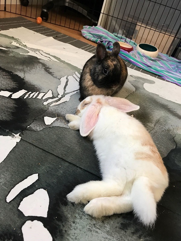 amours.jpg