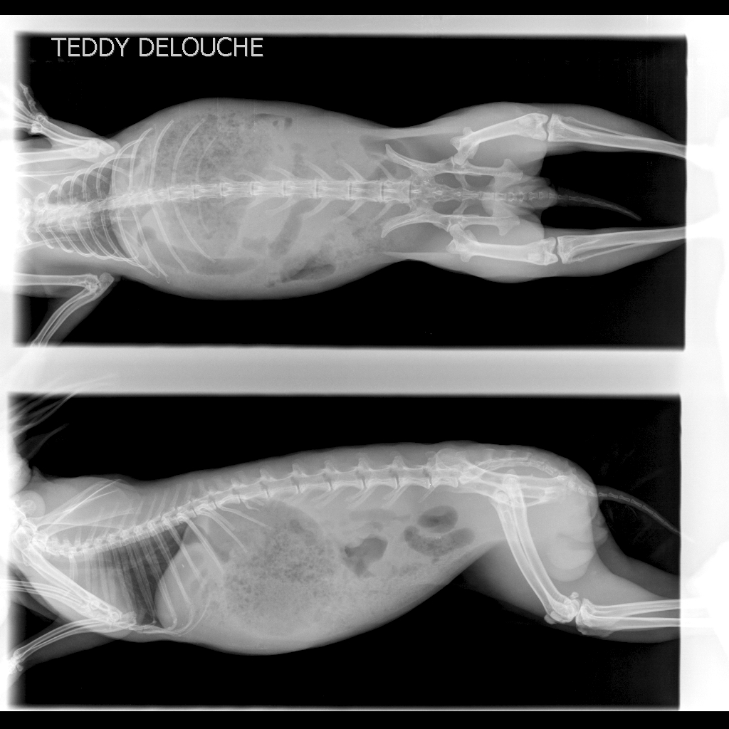 DELOUCHE TEDDY (1).JPEG